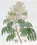 L'Arbre Longane - Sydenham Edwards — Ansicht des Kunstwerks