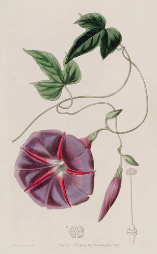 Sydenham Edwards - The Male Jalap.webp