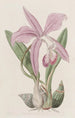 La Laelia Mayflower - Sydenham Edwards — Ansicht des Kunstwerks