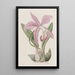 La Laelia Mayflower - Sydenham Edwards — gerahmtes Bild an der Wand