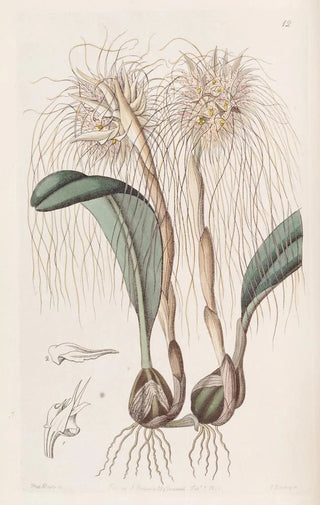 Sydenham Edwards - The Medusas head Orchis.webp