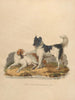 Der Neufundländer-Hund - Sydenham Edwards — Ansicht des Kunstwerks