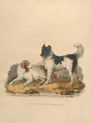 Sydenham Edwards - The Newfoundland dog.webp
