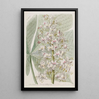 Sydenham Edwards - The Ohio Buckseye Chesnut.webp