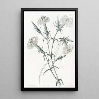 Sydenham Edwards - The Pink of Lebanon.webp