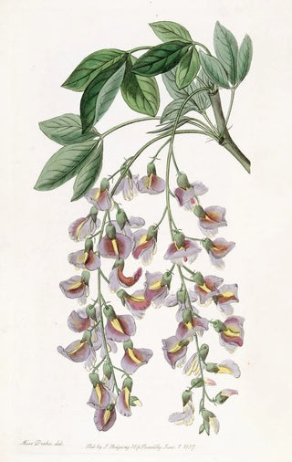 Sydenham Edwards - The Purple Laburnum.webp