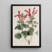 La Sauge Regla - Sydenham Edwards — gerahmtes Bild an der Wand