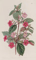L'Achimenes Rose - Sydenham Edwards — Ansicht des Kunstwerks