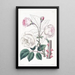 La Rose Ruga - Sydenham Edwards — gerahmtes Bild an der Wand