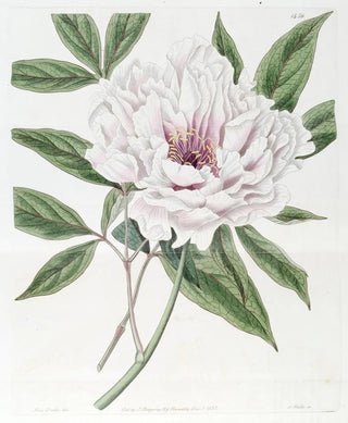 Sydenham Edwards - The SemiDouble Tree Paeony.webp