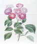 Die Rose der Sieben Schwestern - Sydenham Edwards — Ansicht des Kunstwerks