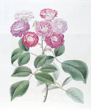 Sydenham Edwards - The Seven Sisters Rose.webp