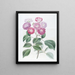 Die Rose der Sieben Schwestern - Sydenham Edwards — gerahmtes Bild an der Wand