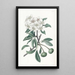Der Schneebirnbaum - Sydenham Edwards — gerahmtes Bild an der Wand