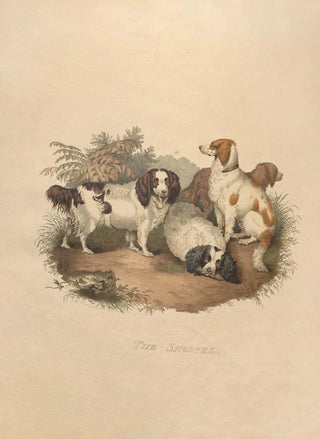 Sydenham Edwards - The Spaniel.webp