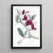 Le Pois de Tanger - Sydenham Edwards — gerahmtes Bild an der Wand