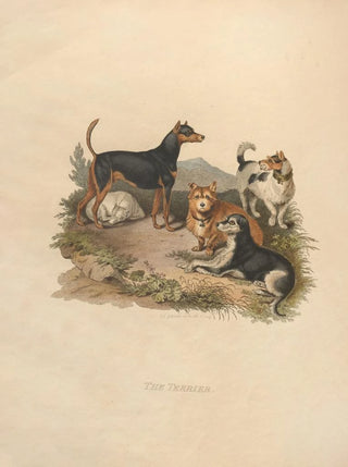 Sydenham Edwards - The Terrier.webp