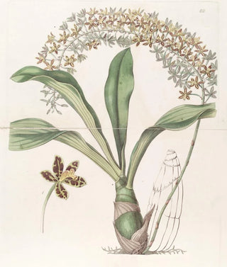 Sydenham Edwards - The Tigerspotted Letterleaf.webp