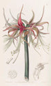 La Sprekelia à fleurs courtes - Sydenham Edwards — Ansicht des Kunstwerks