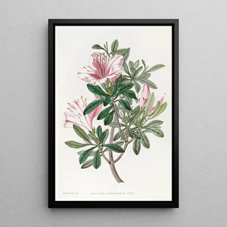 Sydenham Edwards - The Variegated Chinese Azalea.webp