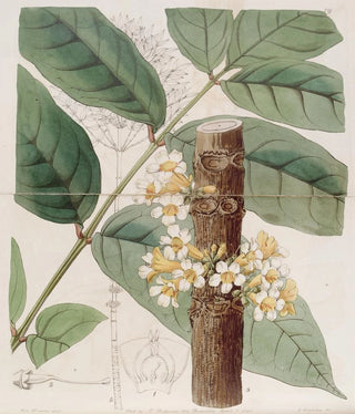 Sydenham Edwards - The Yellow Rei rei.webp