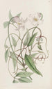Die Klematis mit lockigen Blüten - Sydenham Edwards — Ansicht des Kunstwerks