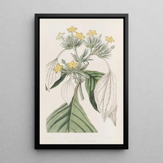 Sydenham Edwards - The largeleaved Mussaenda.webp