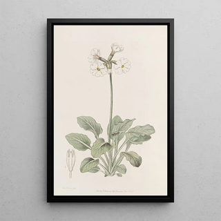 Sydenham Edwards - The ruffed Primrose.webp