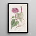 La vraie plante de Jalap - Sydenham Edwards — gerahmtes Bild an der Wand