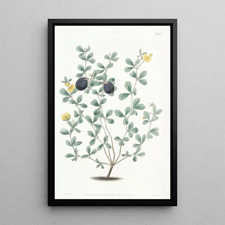 Sydenham Edwards - Thickedged Gompholobium.webp