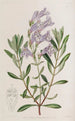 Der Pentstemon mit dicken Blättern - Sydenham Edwards — Ansicht des Kunstwerks