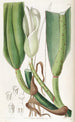 Der Philodendron mit dicken Nerven - Sydenham Edwards — Ansicht des Kunstwerks