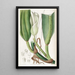 Der Philodendron mit dicken Nerven - Sydenham Edwards — gerahmtes Bild an der Wand