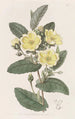 L'hibbertia Thoroughwax - Sydenham Edwards — Ansicht des Kunstwerks