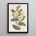 L'hibbertia Thoroughwax - Sydenham Edwards — gerahmtes Bild an der Wand