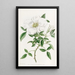 La rose de Chine à trois feuilles - Sydenham Edwards — gerahmtes Bild an der Wand