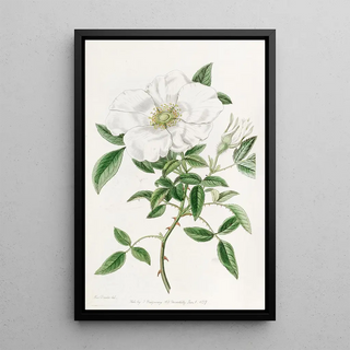 Sydenham Edwards - Threeleaved China Rose.webp