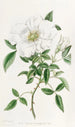 La rose de Chine à trois feuilles - Sydenham Edwards — Ansicht des Kunstwerks
