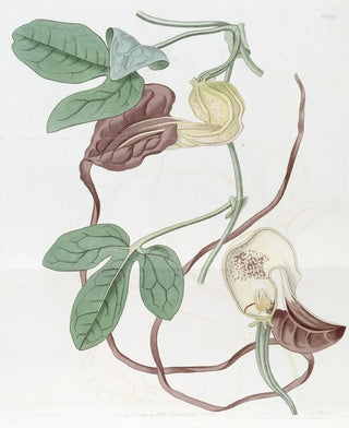 Sydenham Edwards - Threelobed Birthwort.webp