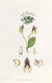 La lepanthes à trois dents - Sydenham Edwards — Ansicht des Kunstwerks