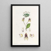 La lepanthes à trois dents - Sydenham Edwards — gerahmtes Bild an der Wand