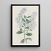 Ceanothus à thyrses - Sydenham Edwards — gerahmtes Bild an der Wand