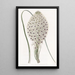 Xerophyllum à feuilles coriaces - Sydenham Edwards — gerahmtes Bild an der Wand