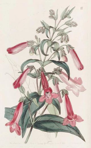 Sydenham Edwards - Transparent Gentianlike Pentstemon.webp