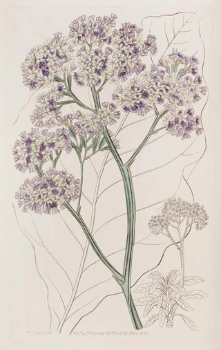 Sydenham Edwards - Tree Statice.webp