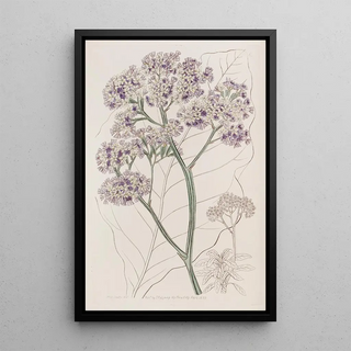 Sydenham Edwards - Tree Statice.webp