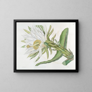 Sydenham Edwards - Triangular Torchthistle.webp