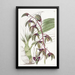 Flywort mit dreieckiger Lippe - Sydenham Edwards — gerahmtes Bild an der Wand
