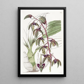 Sydenham Edwards - Triangular lipped Flywort.webp