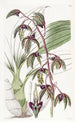 Flywort mit dreieckiger Lippe - Sydenham Edwards — Ansicht des Kunstwerks